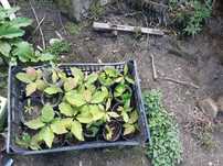 Plantas Carvalho americano
