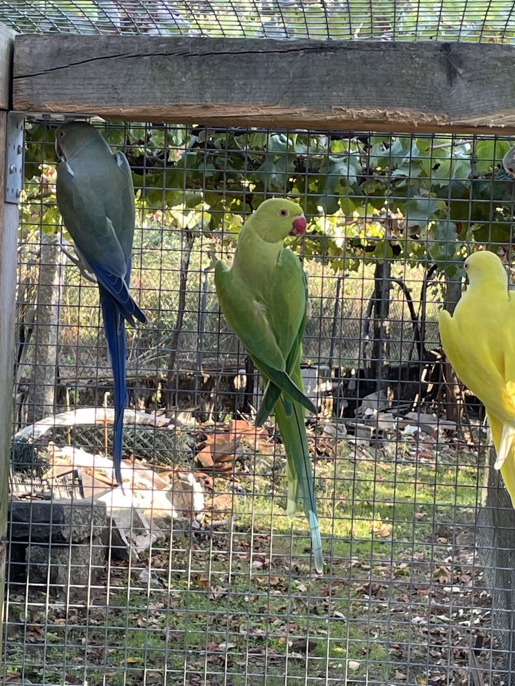 Femeas adultas verde butercup e diluida
