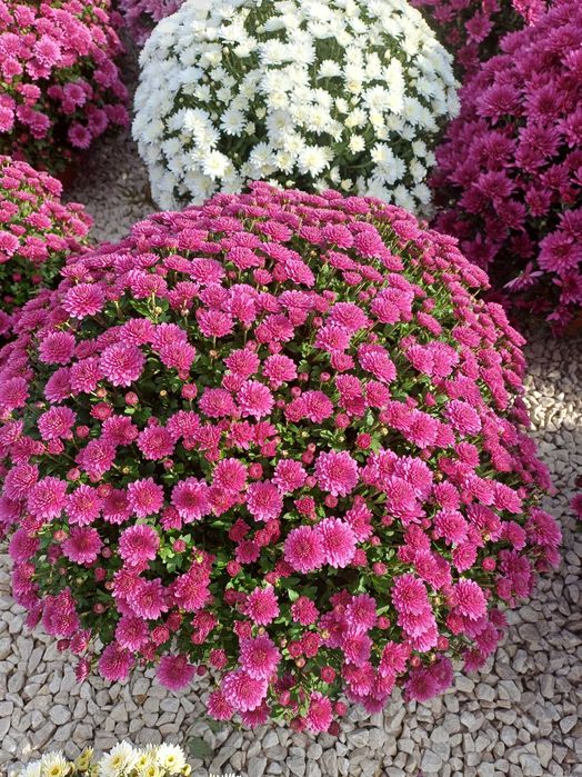 Chryzantemy drobnokwiatowe