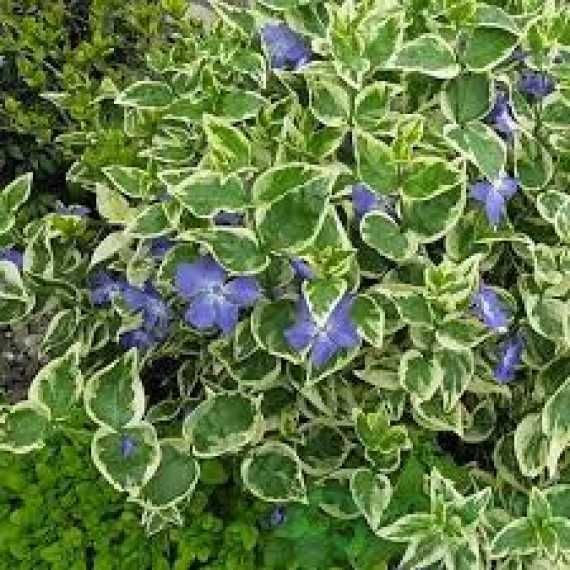 Декоративные растения