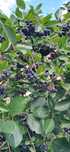 Aronia sprzedam owoce ladne