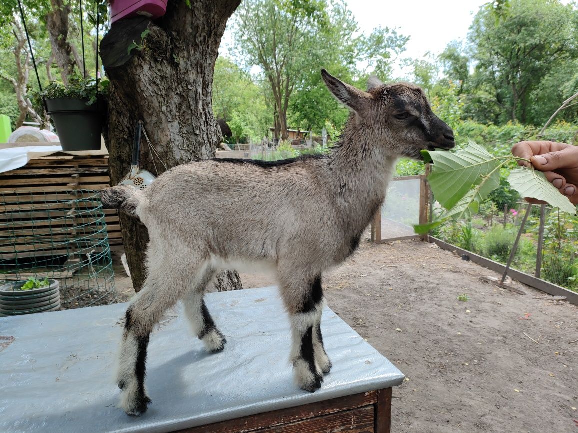 Камерунський козел