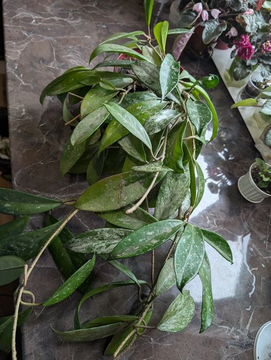 Hoya Silver splash хойя восковик