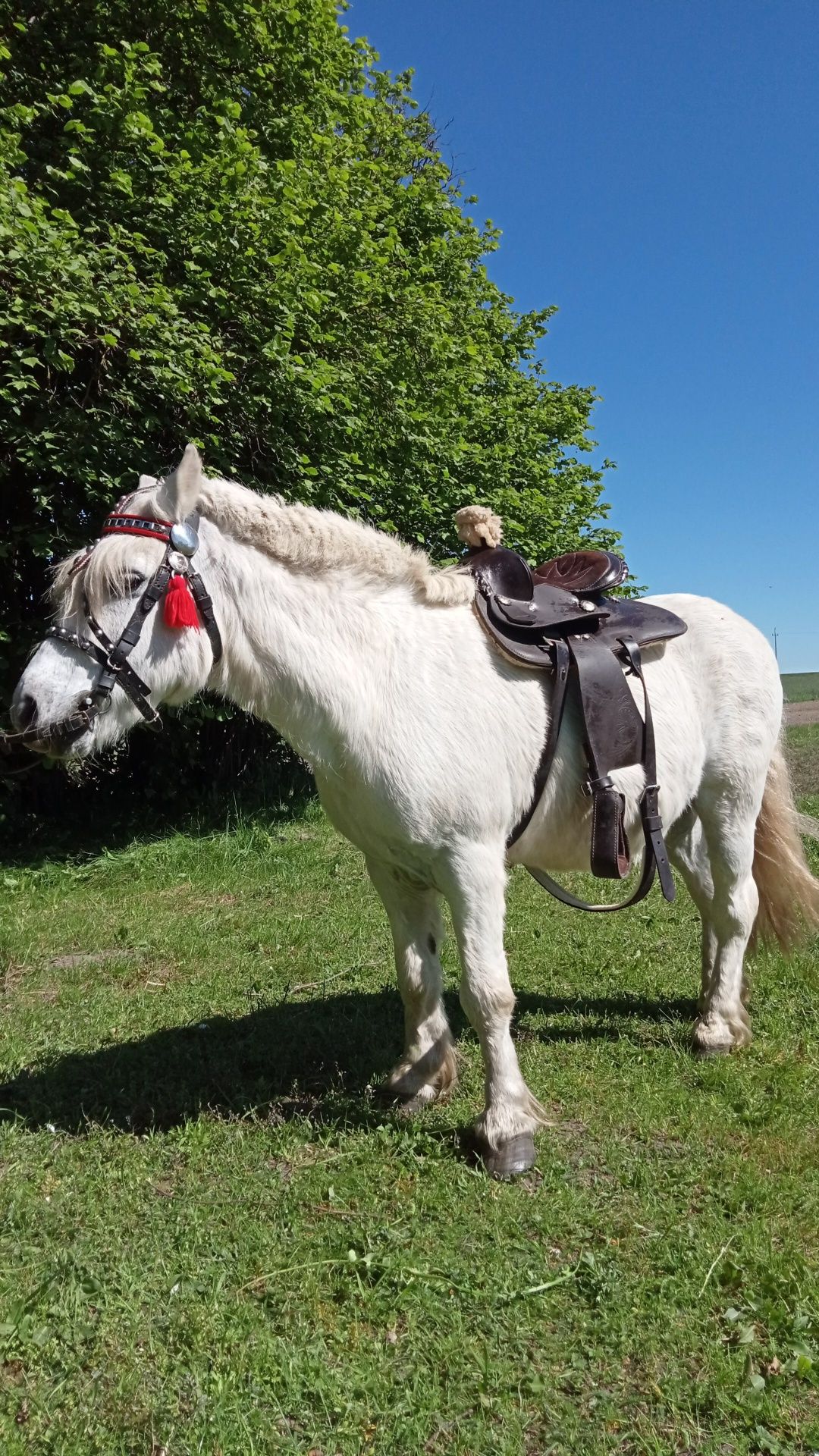 Kucyk Wałach 115 cm spokojny