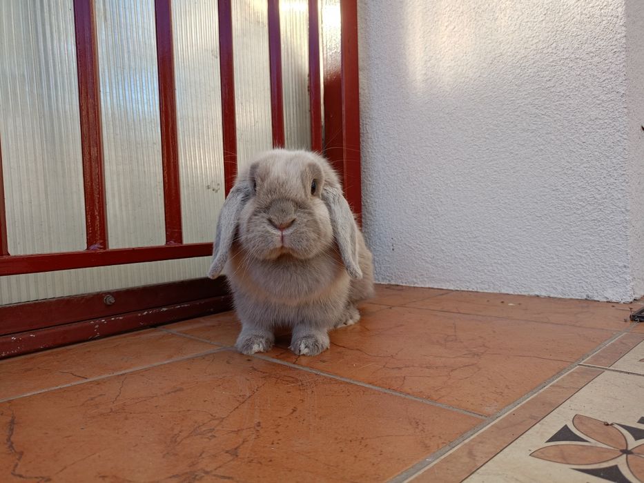 Królik mini lop minilop samica samiczka