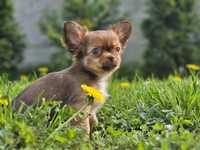 Chihuahua długowłosa piesek sable Zkwp