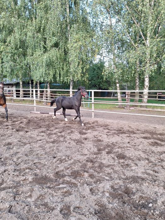 Sprzedam ogiera śląskiego