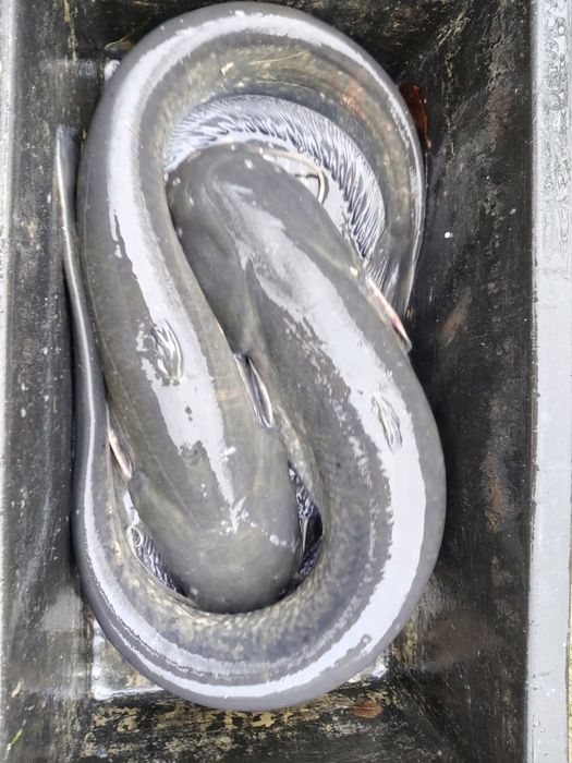 Sprzedaż karpia,amura, szczupaka