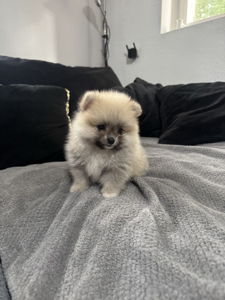 Pomeranian szpic miniaturowy