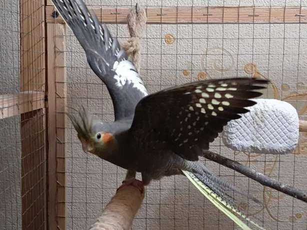Корелла - птица семейства какаду, единственный вид рода Nymp