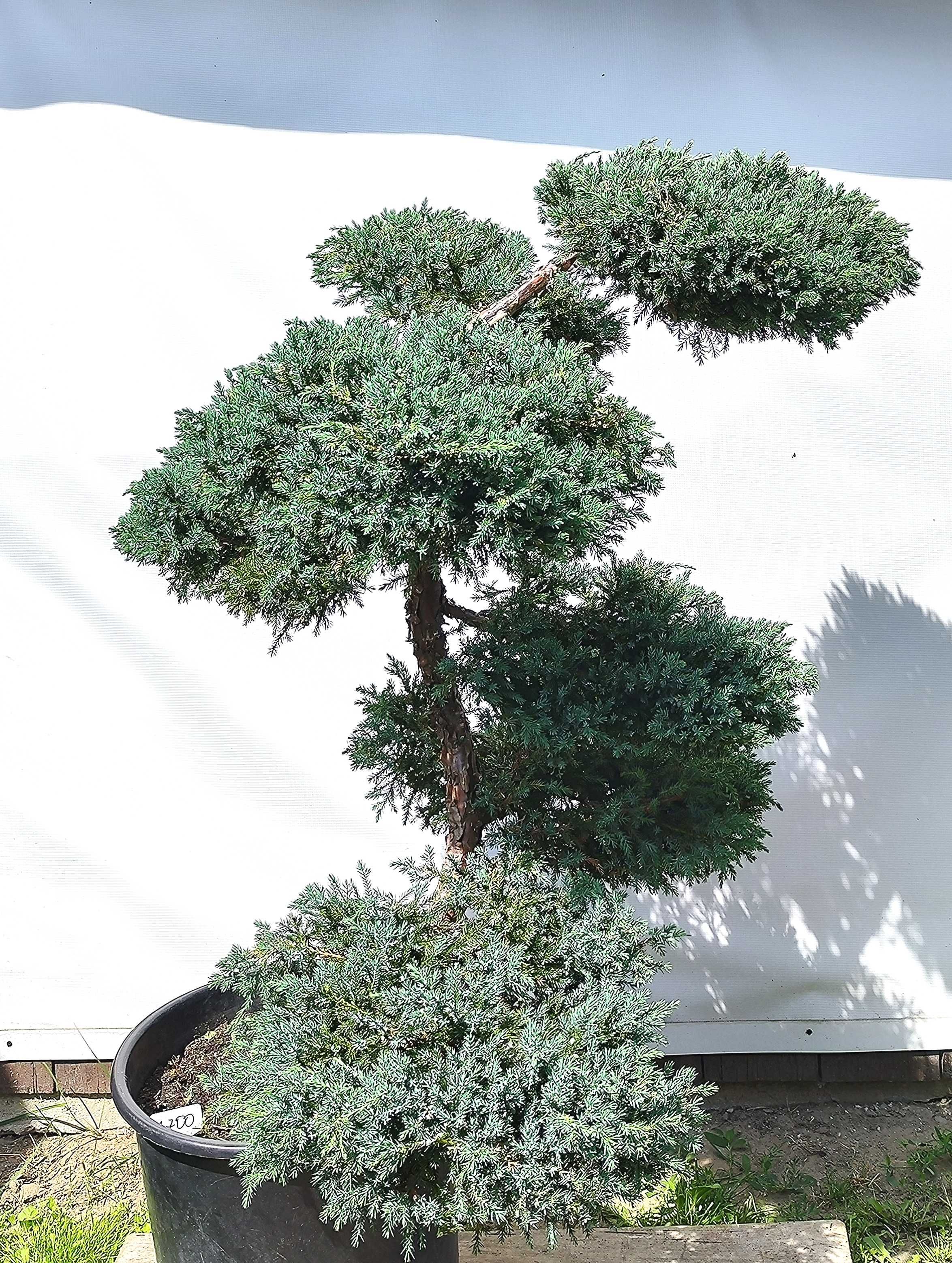 Bonsai Niwaki Jałowiec Blue Carpet