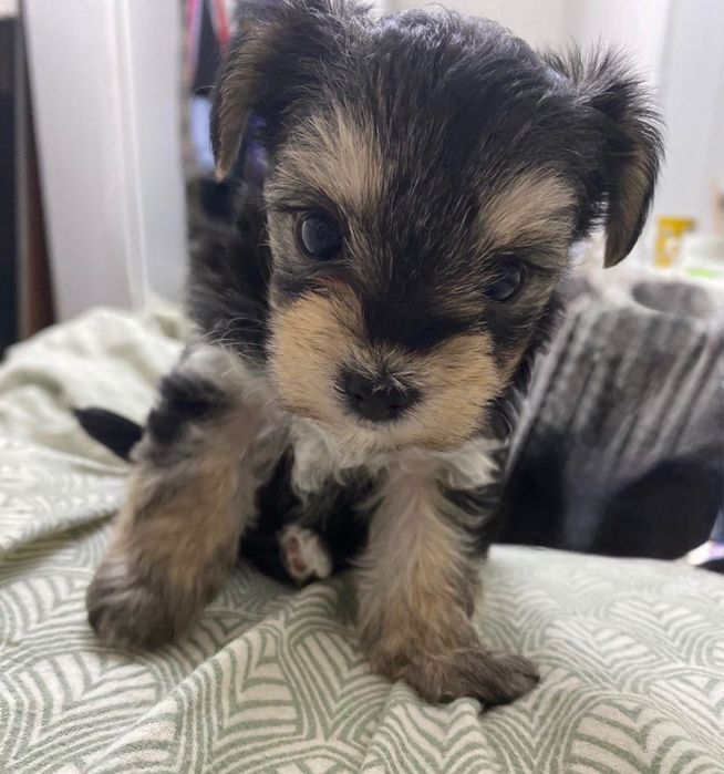 Цуценята йоркширський терьєр