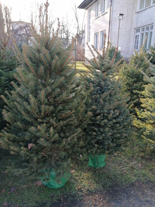 Choinki żywe cięte i w donicy Puławska 416 Dostawa Warszawa okolice