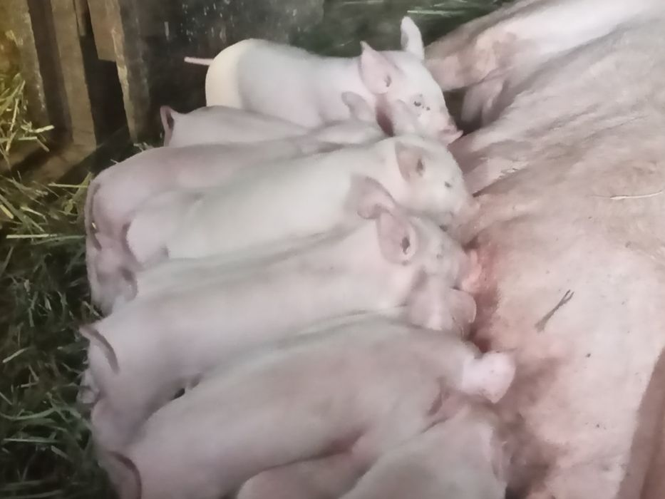 Продам   на племя поросят породи Велика біла