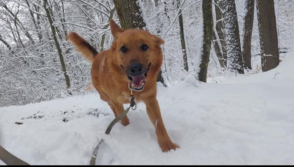 Wyjątkowy Pies o wspaniałym charakterze - Bekon