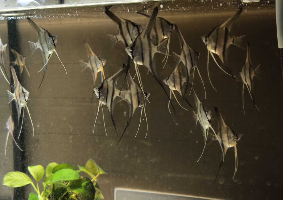 Skalary Altum Peru -RIO Nany Hodowla własna