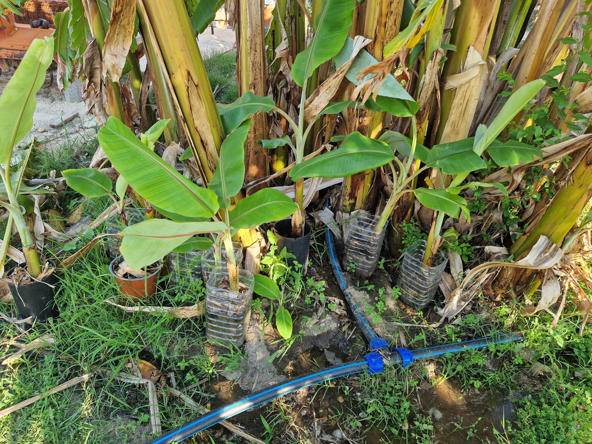 Bananeiras para replantar