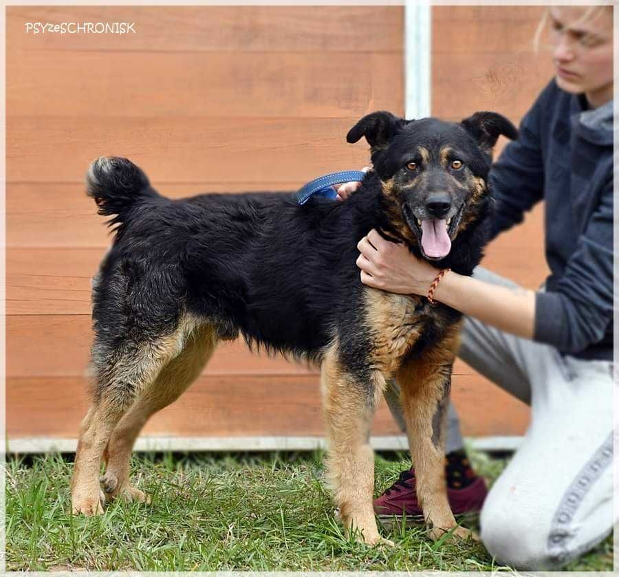 Kumpel - towarzyski kundelek szuka domu