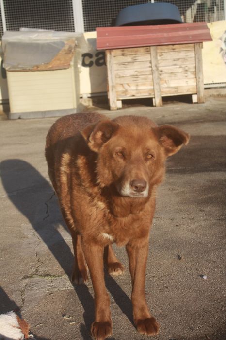 Boris cao de porte grande