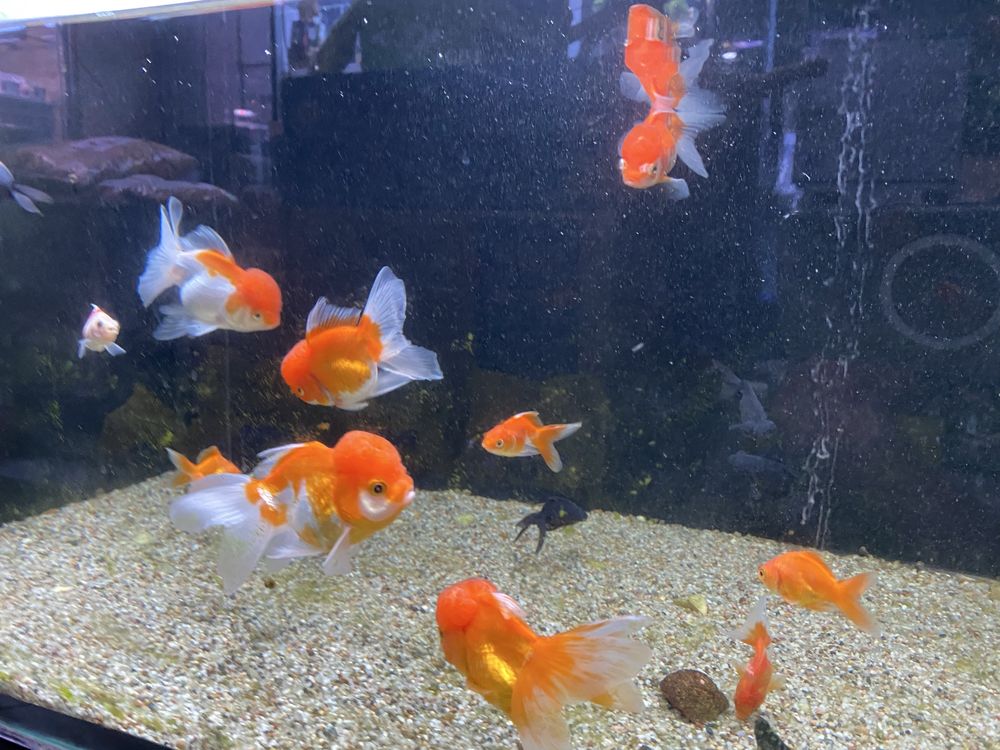 Welony Oranda, oraz teleskop, zimnowodne, do oczek wodnych i akwarium