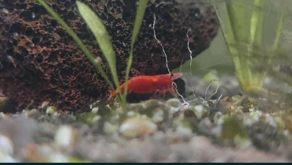 Krewetki Red Cherry