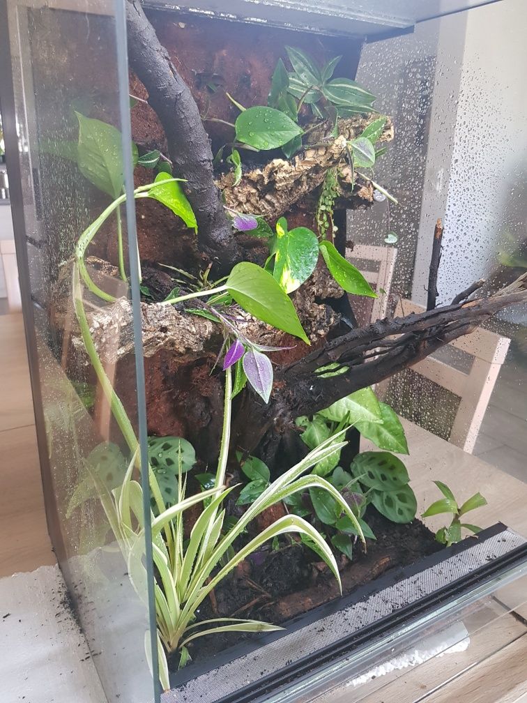 Terrarium 40x40x60 gekon