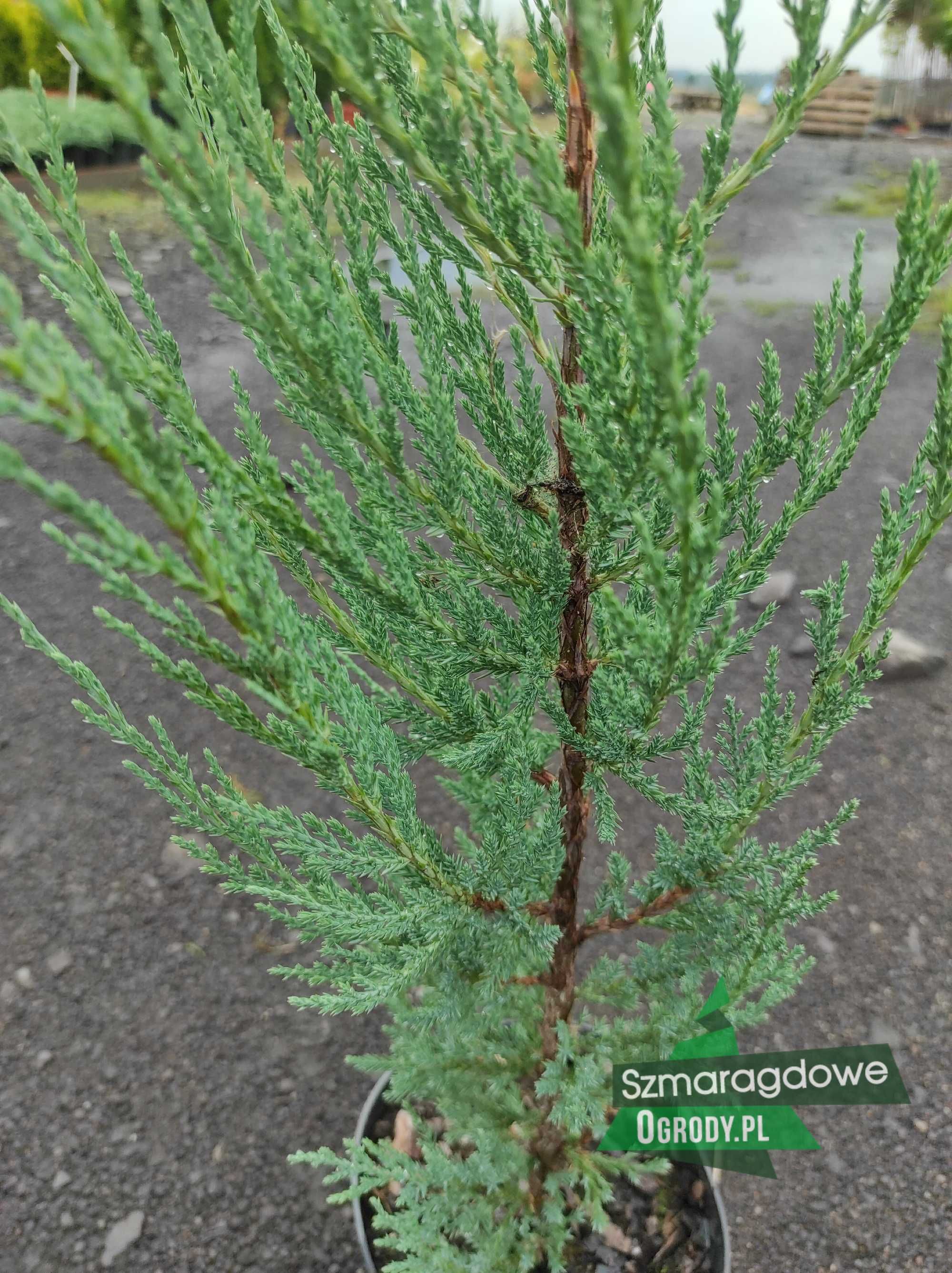 Jałowiec kolumnowy BLUE ARROW juniperus scopulorum C2 60cm WYSYŁKA