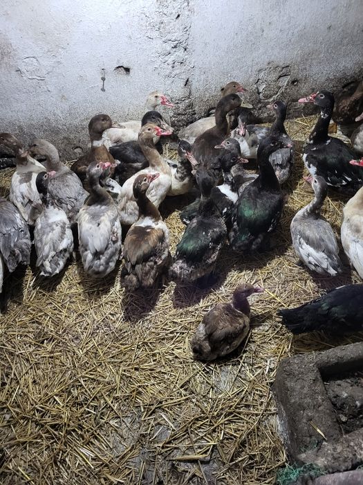 Kaczki pizmowe francuskie