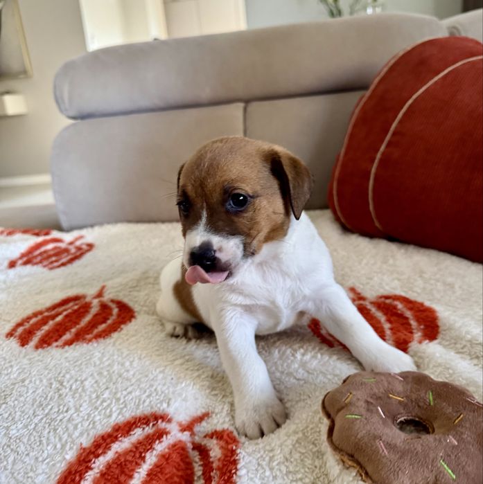 Jack russel terrier suczka