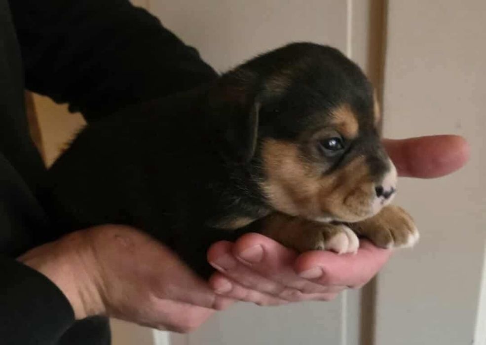 Oddam samiczke mama Beagle