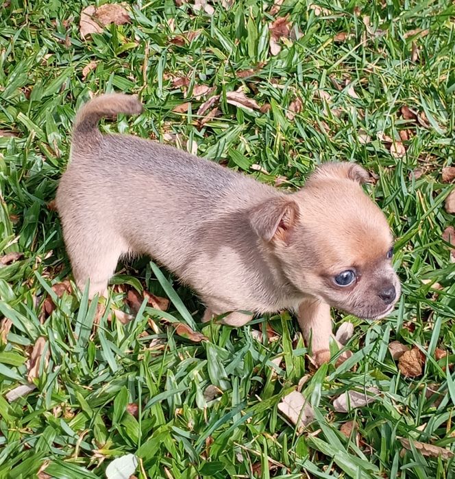 Macho chihuahua mini