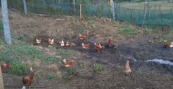 Ovos caseiros de galinhas criadas no solo