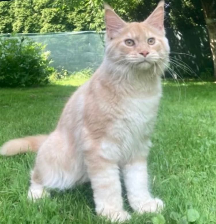 Maine Coon po importach ! Piękny kocurek !