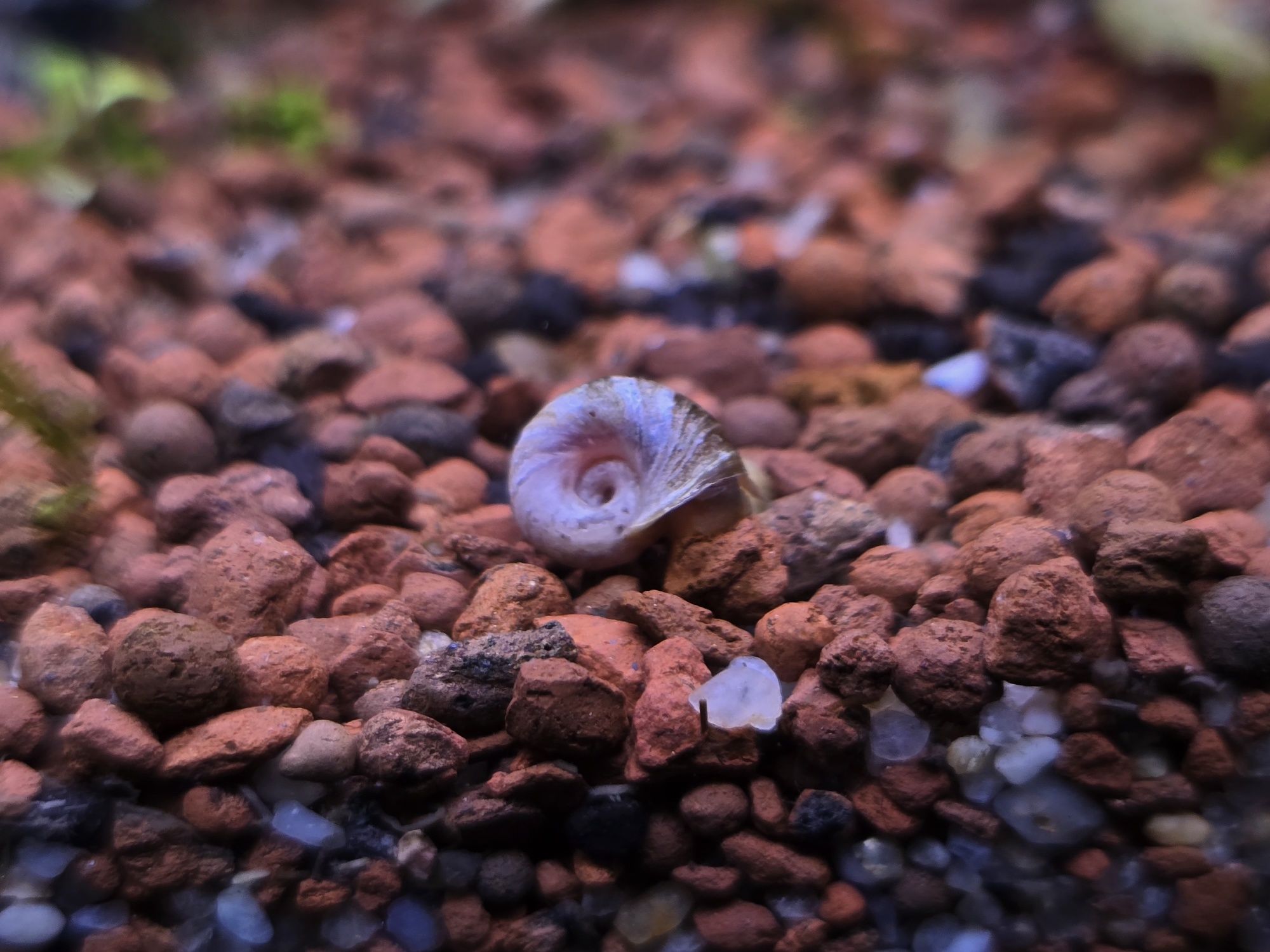 Caracol de aquário Ramshorn