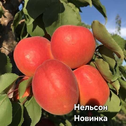 Саджанці Абрикоса