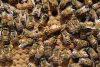 Matki pszczele Kortówka,Buckfast