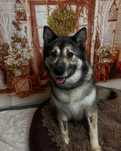 Suczka w typie Haszczaka do adopcji