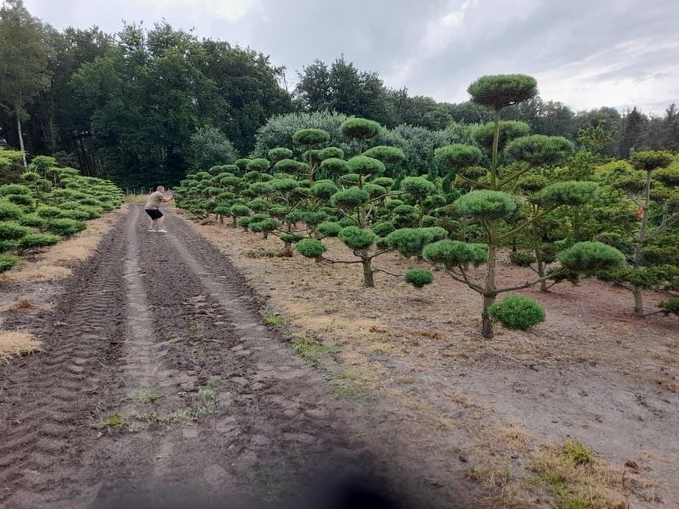 Bonsai-Niwaki formowane sosna cis jałowiec. Laurowiśnia jodła szmaragd