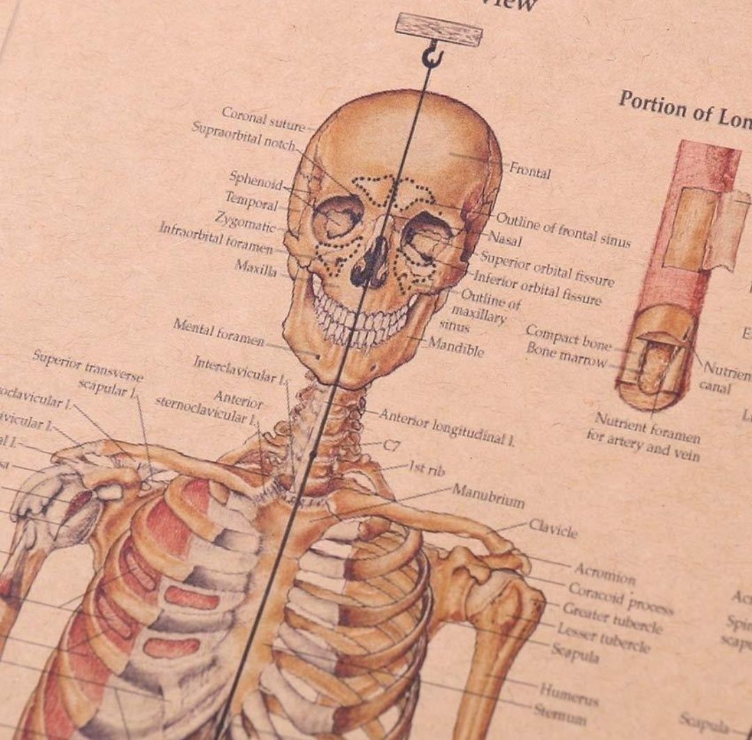 Cartaz decorativo de parede The Skeletal System - novo