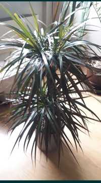 Dracena Colorama