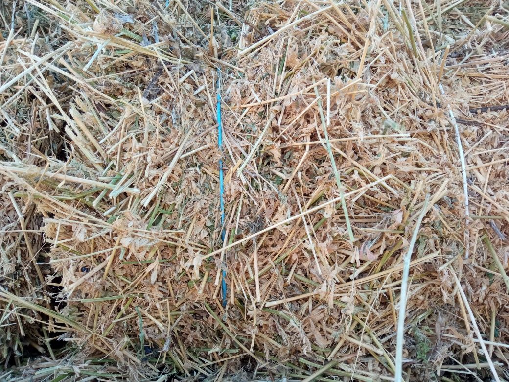 Сіно, сечка люцерни