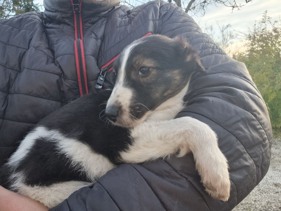 Szczeniak piesek mix kundel, borzoi