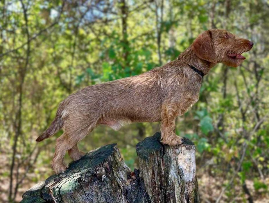 Jamnik szorstkowłosy miniaturowy FCI