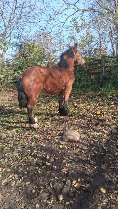 Ogier zimnokrwisty 1 rok