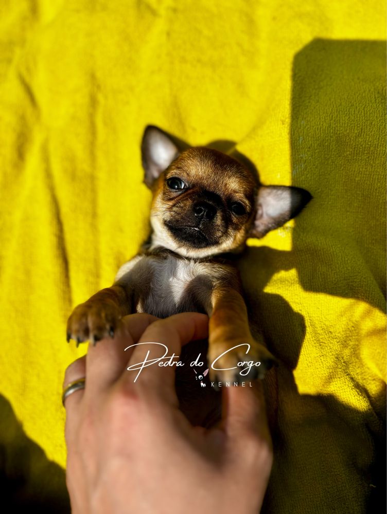 Chihuahua femea com LOP