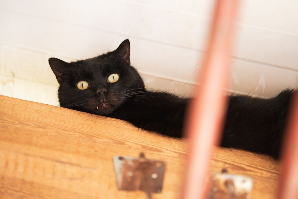 Kocurek Gizmo do adopcji!