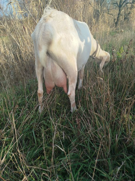 Дойная коза в ответственные руки