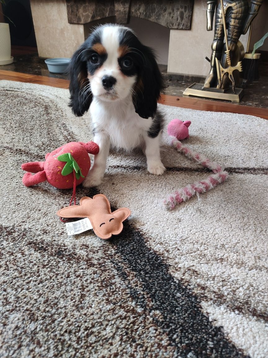 Cavalier King Charles spaniel