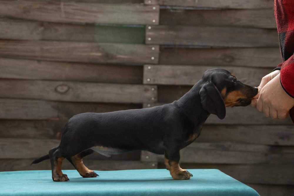 Мініатюрна такса, цуценята, хлопчики для дому і для виставок.