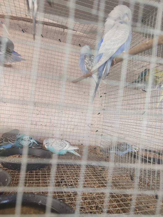 Periquitos novos anilhados